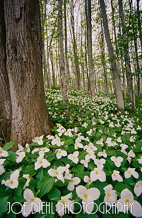 Michigan Trillium
