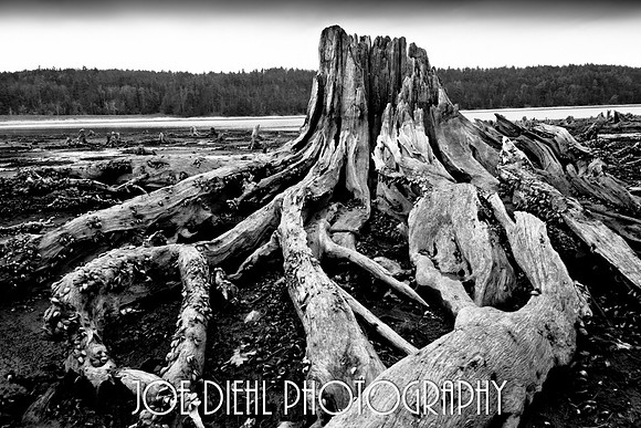 Ancient Stump