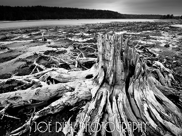 Recently uncovered Ancient Stumps