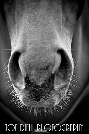 Why the Long Face?