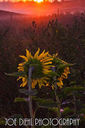Here Comes the Sun
