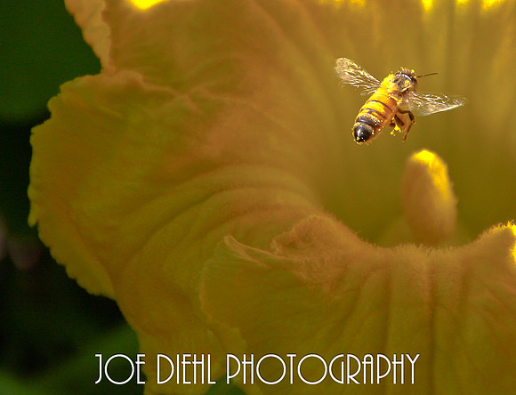 Bee-hold!