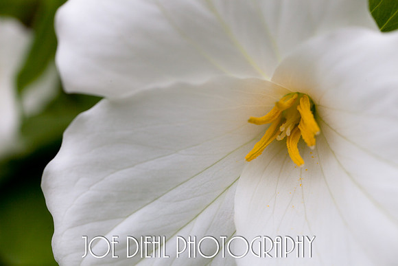 Trillium