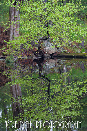 Narcissistic Tree
