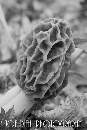Michigan Morel