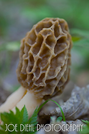 Michigan Morel