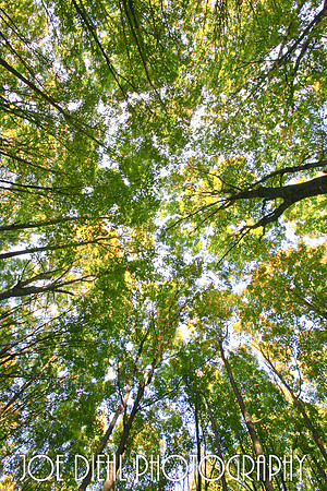 Look Up