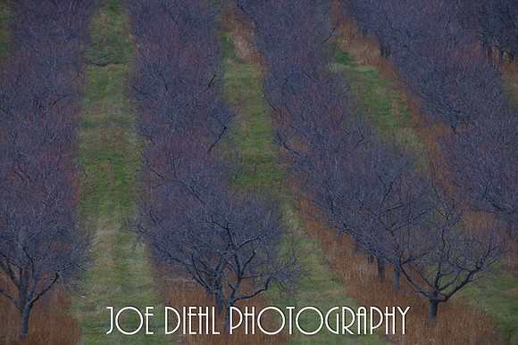 Tart Cherry Orchard in Fall Traverse City, MI