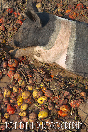 Pig Heaven