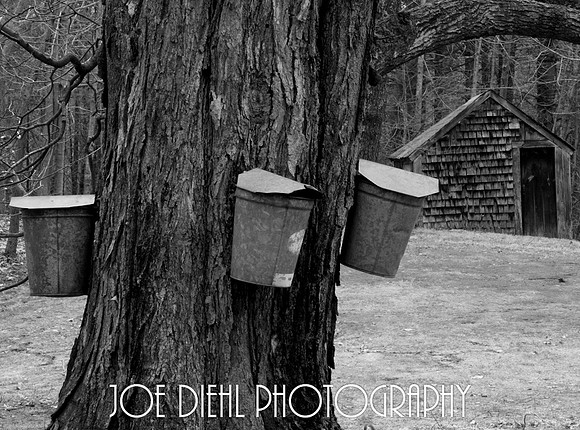 Tapping the Tree