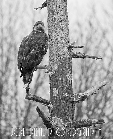 Adolescent Eagle