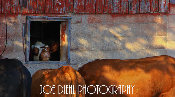 Room with a "Moo"