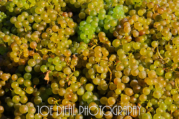 Harvest Time at Two Lads Winery