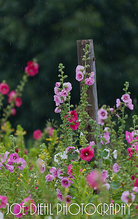 Happy Hollyhocks