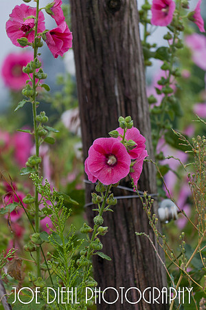 Hollyhocks