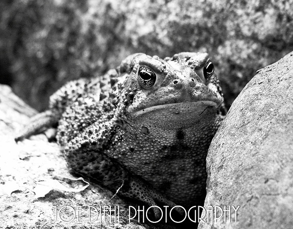 Can't a Toad Get a Kiss Around here?