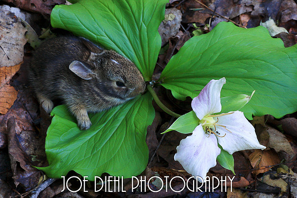 Kit and Trillium