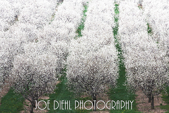 Tart Cherry Trees in Bloom