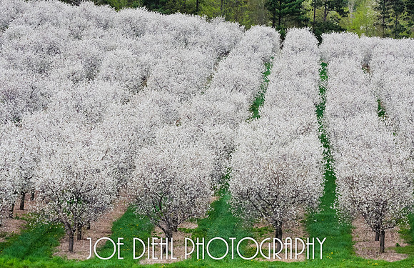 Tart Cherries in Bloom Traverse City, MI
