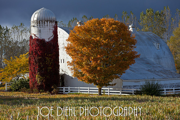 Iris Farm In Fall