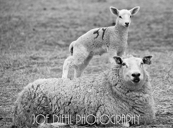 Baaa-ck Rub