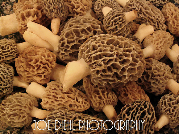 Mess O Morels