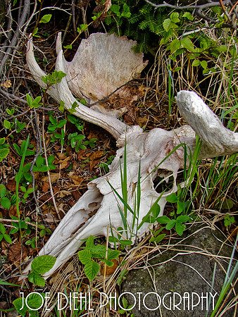 Moose Skull found on Isle Royale