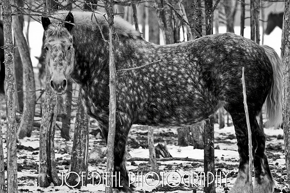 Mackinac Island Work Horse Wintering in Barbeau, MI