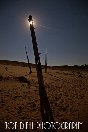 Moon Shining Through Tree In Ghost Forest Sleeping Bear Dunes Glen Haven, MI
