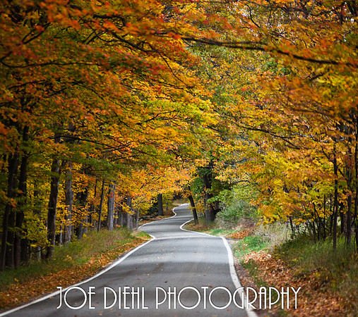 Tunnel of Trees