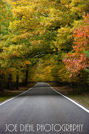 Tunnel of Trees