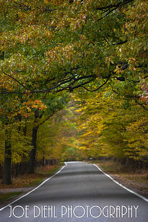 Tunnel of Trees