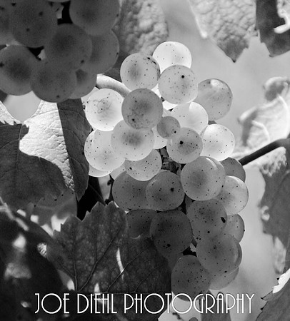 Chardonnay Grapes Chateau Grand Traverse Winery