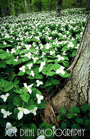 Michigan Trillium