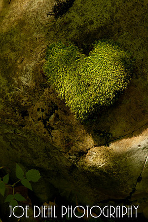 Love of Nature