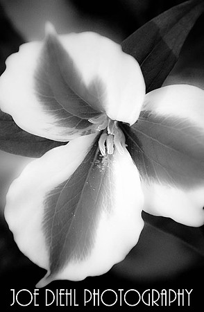 Variegated Trillium