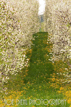 Cherry Trees in Bloom