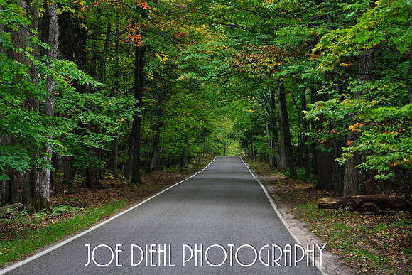 Tunnel Of Trees