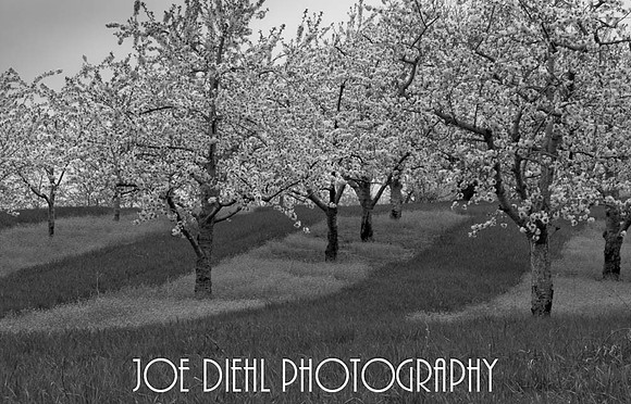 Cherry Trees in Bloom on Old Mission Peninsula Traverse City, MI